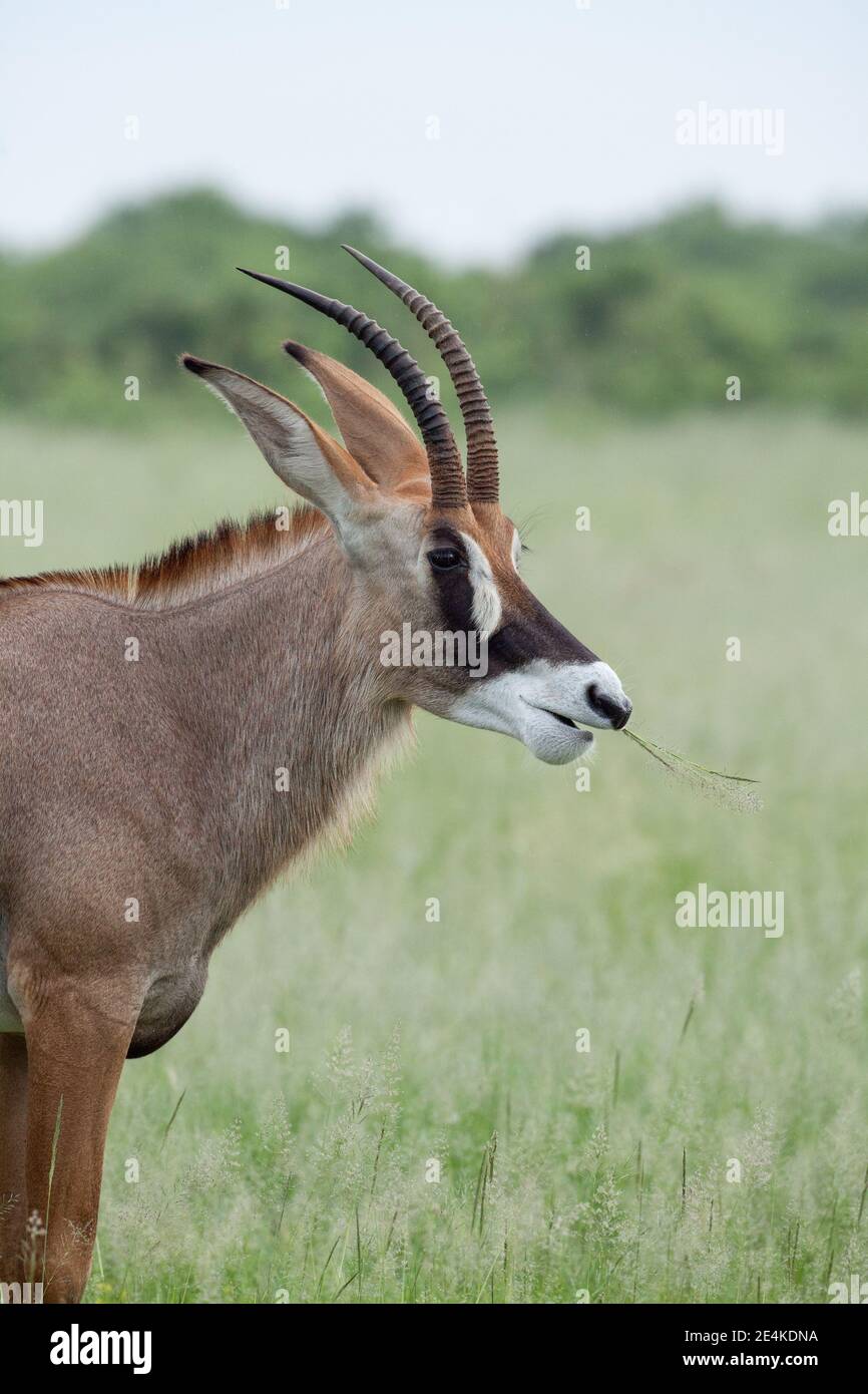 Roan Antelope (Hippotragus equinus). Scimitar shaped horns, long ears, black white facial markings. Chewing gathered grass. Head, fore body profile. Stock Photo