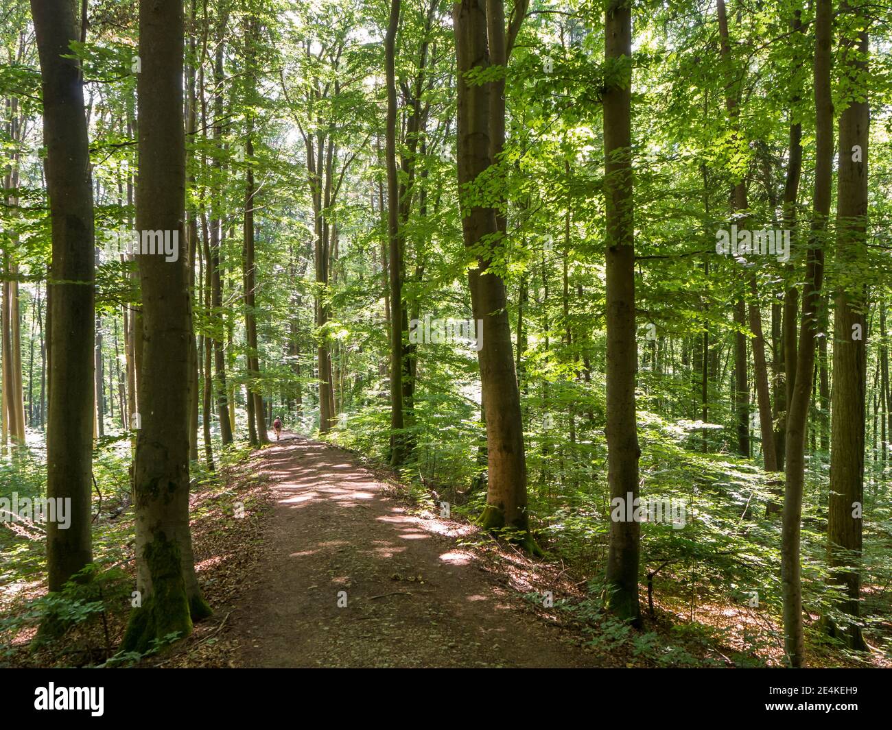 Footpath in green forest hi-res stock photography and images - Alamy