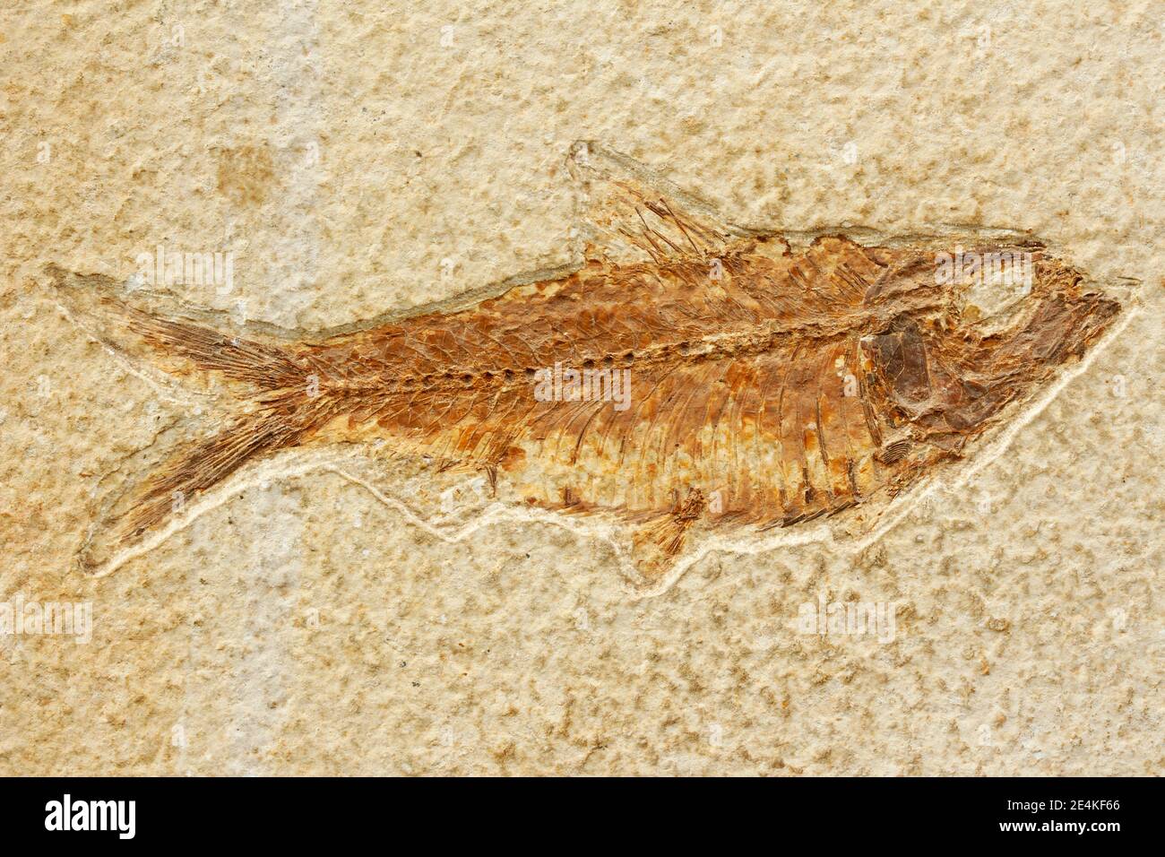 Fossil fish. Knightia sp. Stock Photo