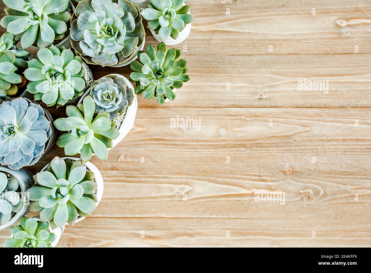 Plants succulents closeup HD phone wallpaper  Peakpx