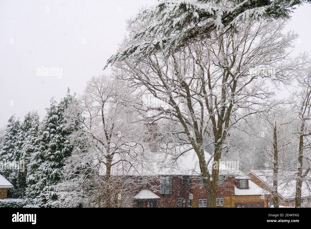 Epsom Surrey London UK, January 24 2021, Fresh Snow Falling In A Rural Setting On A Cold Winters
