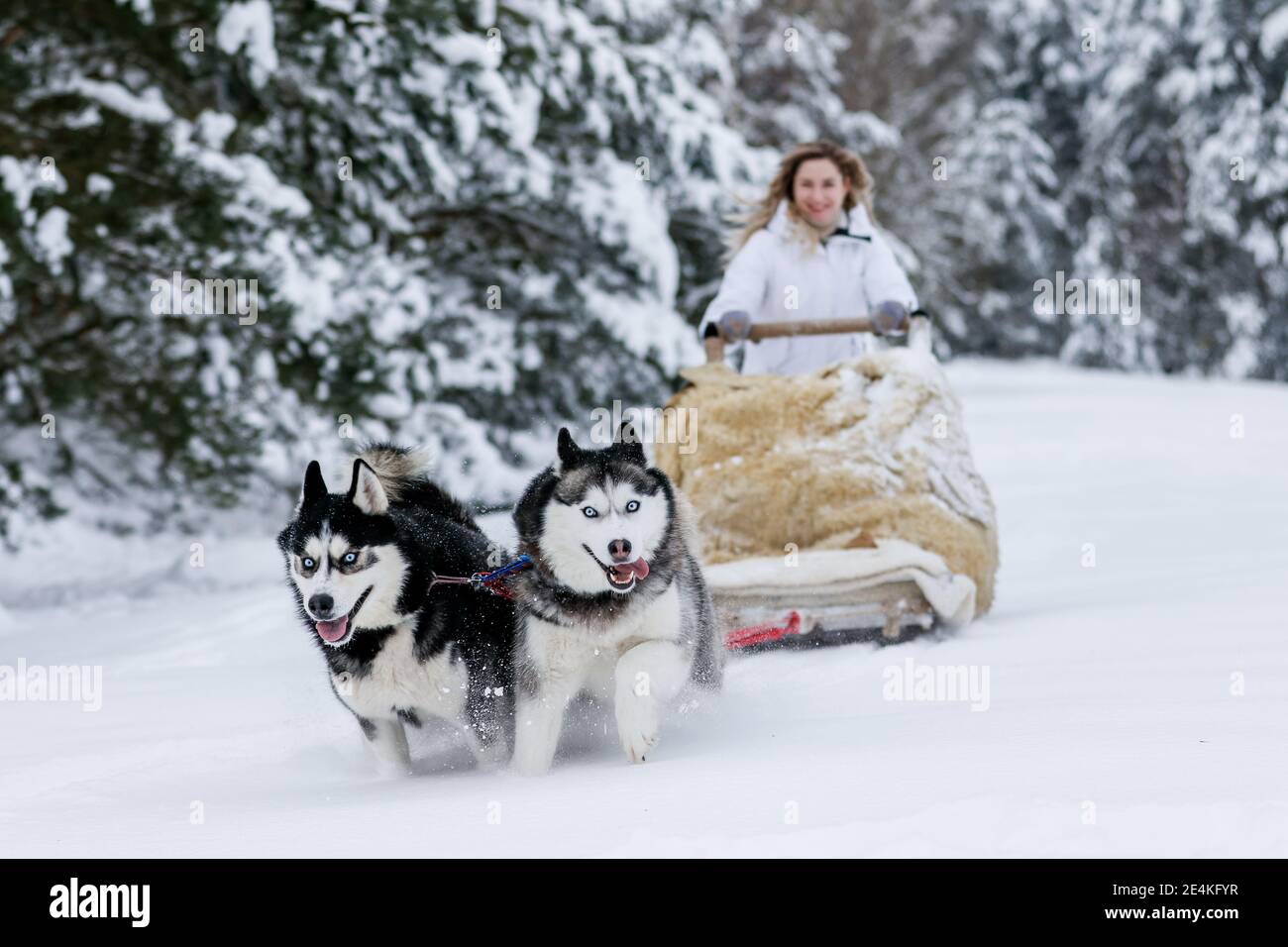 The girl rides on a sled on a sled with Siberian huskies in the winter forest. Pet. Husky. Husky art poster, Husky print, Stock Photo