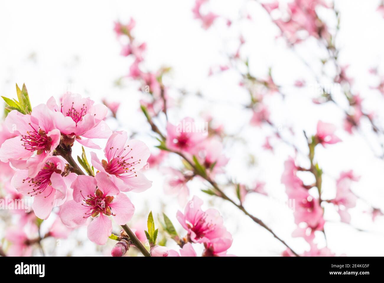 Sakura flower blooming hi-res stock photography and images - Alamy
