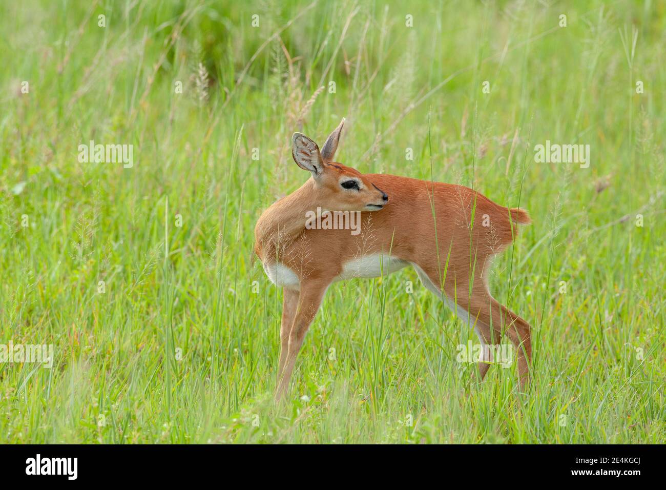 Steenbok Raphicerus campestris. Female without horns. Profile. Large wide-set ears, leaf pattern within, red tail identification features.Self grooming Stock Photo