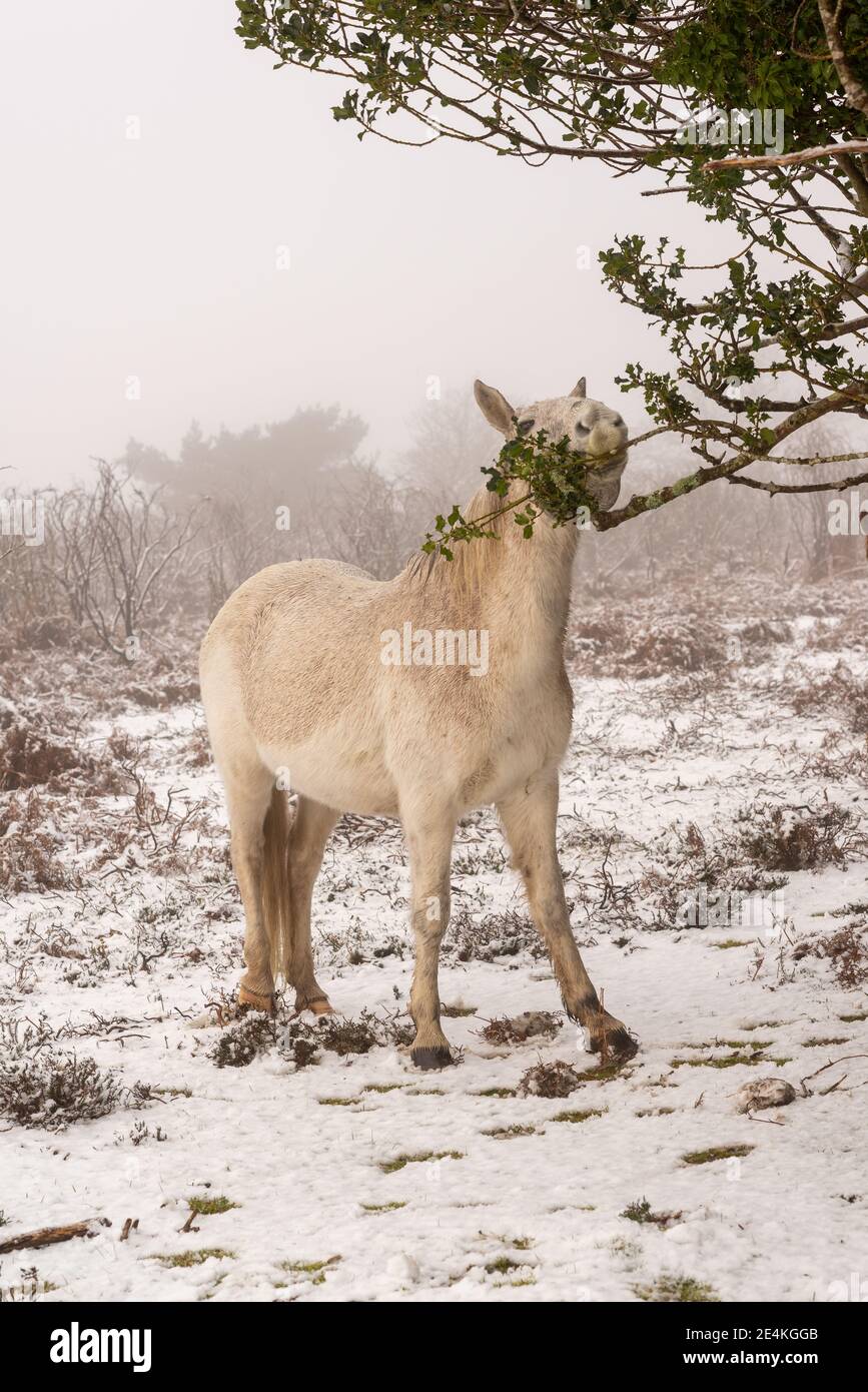 White horse or New Forest pony feeding on a low hanging branch of holly ...