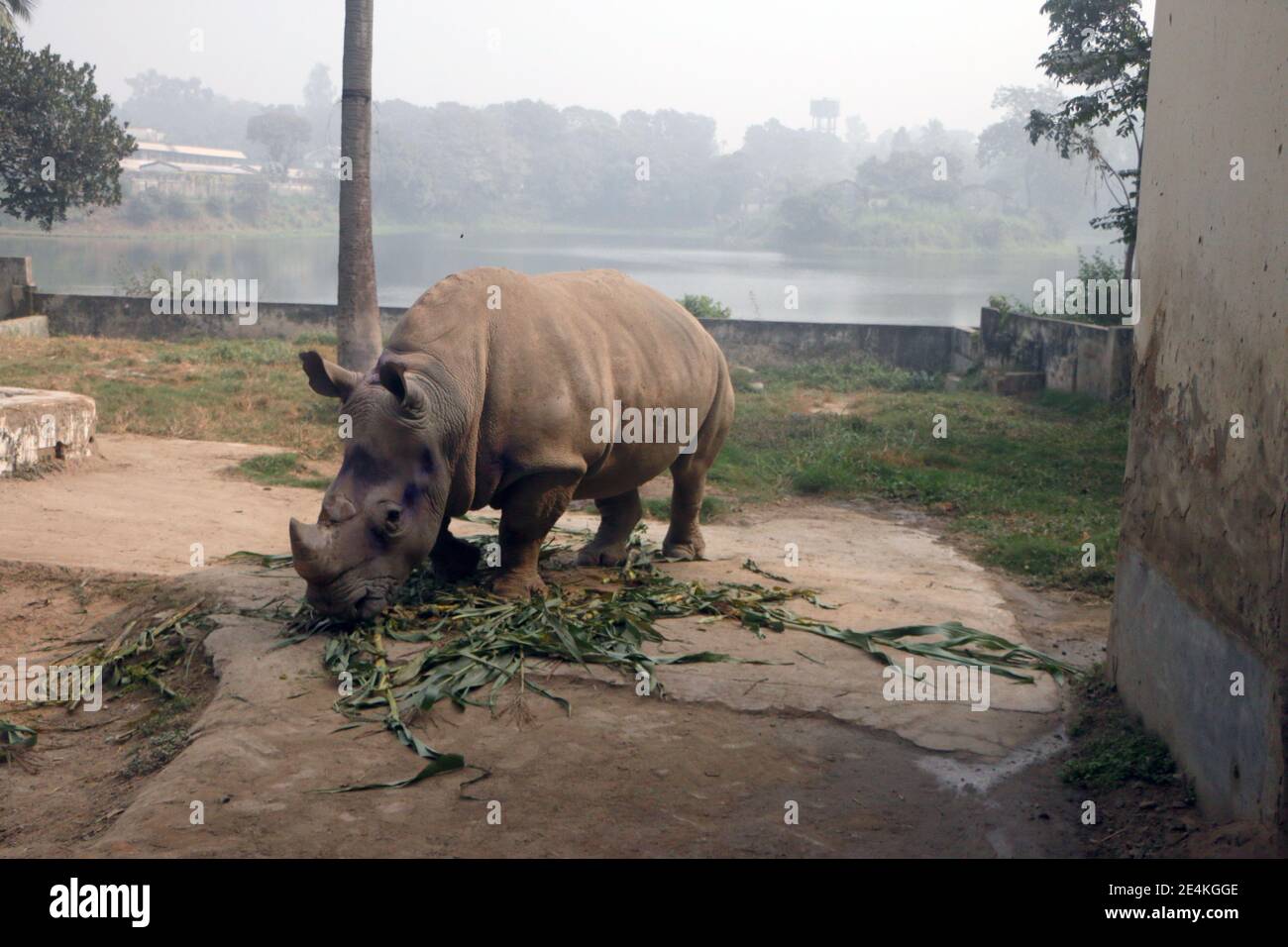 National animal of bangladesh hi-res stock photography and images - Alamy