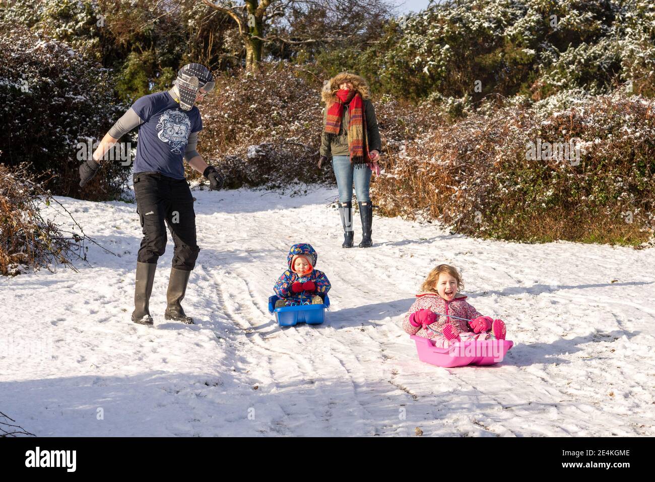 Godshill, Fordingbridge, New Forest, Hampshire, UK, Sunday 24th January, 2021, Weather: Early morning snow creates a winter wonderland in the New Forest national park. Family sledging in the perfect conditions Credit: Paul Biggins/Alamy Live News Stock Photo