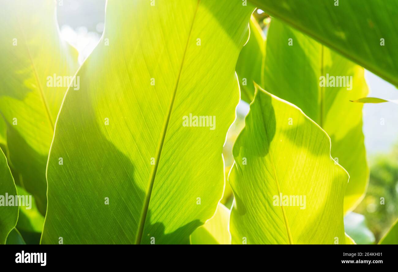 Bright sunny day on tropical hi-res stock photography and images - Alamy