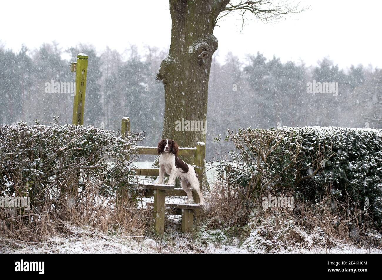 Shrewsbury, Shropshire, UK. 24th Jan, 2021. Izzy a Springer Spaniel out in the early morning snow in the Shropshire Countryside on Sunday 24th January 2021. Fresh snow fall near to Shrewsbury, Shropshire after the recent flooding in the County Credit: RICHARD DAWSON/Alamy Live News Stock Photo