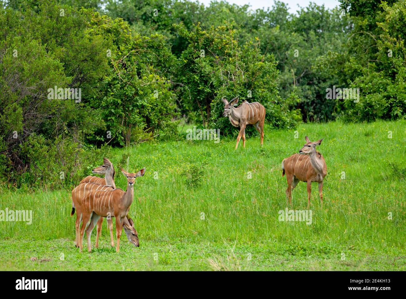 Kudu (Tragelaphus strepsiceros). Male, horned, background, four hornless, females, in open clearing amongst acacia bush woodland Stock Photo