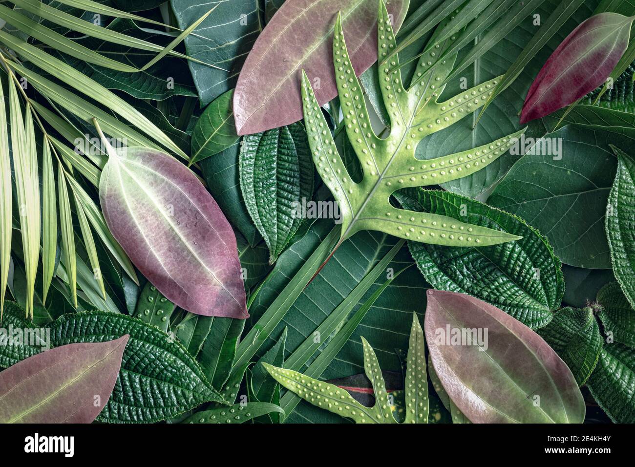 Mix of tropical greenery hi-res stock photography and images - Alamy