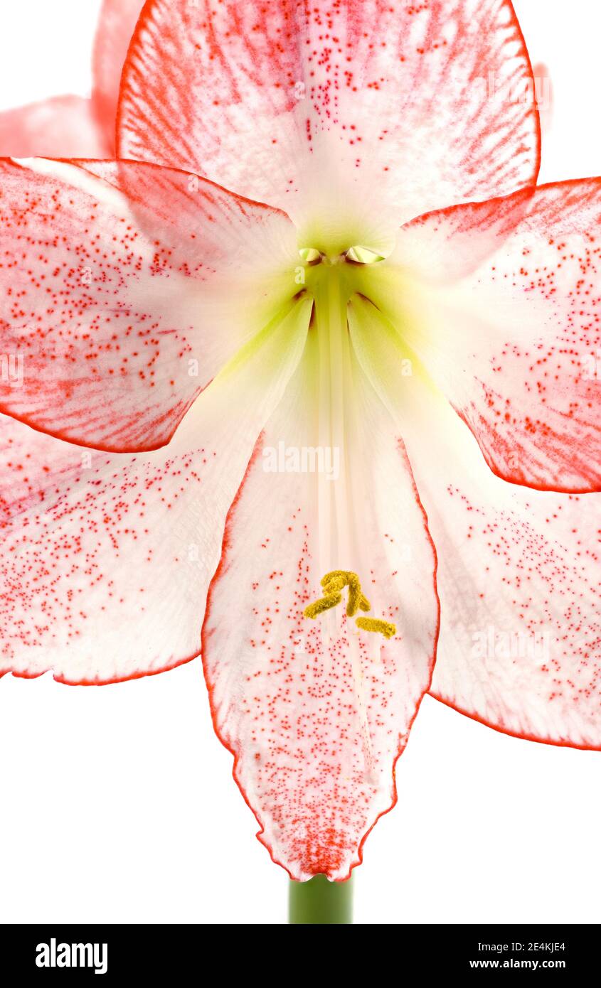 Close up of beautiful pink and white Amaryllis flowers photographed against a plain white background. The Amaryllis variety is called Apple Blossom Stock Photo