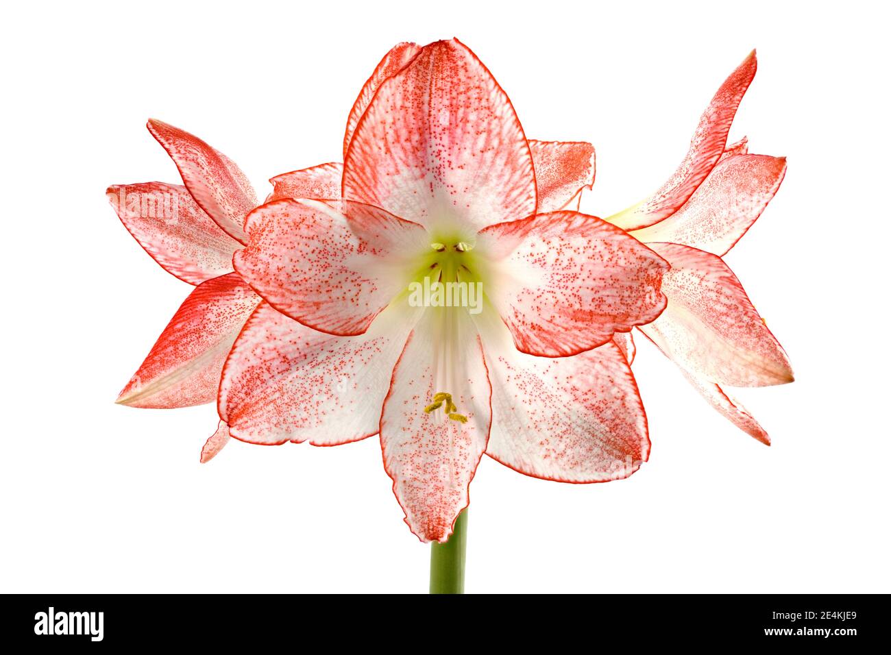 Close up of beautiful pink and white Amaryllis flowers photographed against a plain white background. The Amaryllis variety is called Apple Blossom Stock Photo