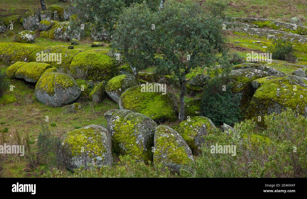 Parque natural sierra andujar hi-res stock photography and images - Alamy
