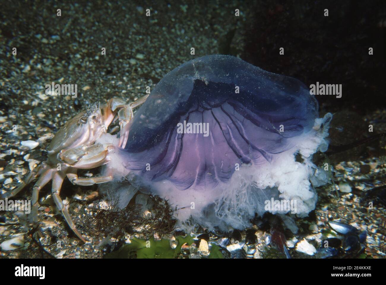 Harbour crab (Liocarcinus depurator) feeding on a blue jellyfish (Cyanea lamarckii) on the seabed, UK. Stock Photo