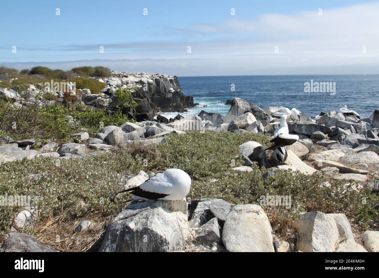 Nazca Booby birds alle isole Galapagos Stock Photo