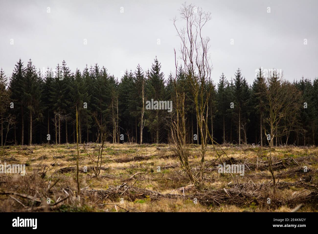 The woodlands surrounding the ruins of Blayney Castle. Castleblayney ...