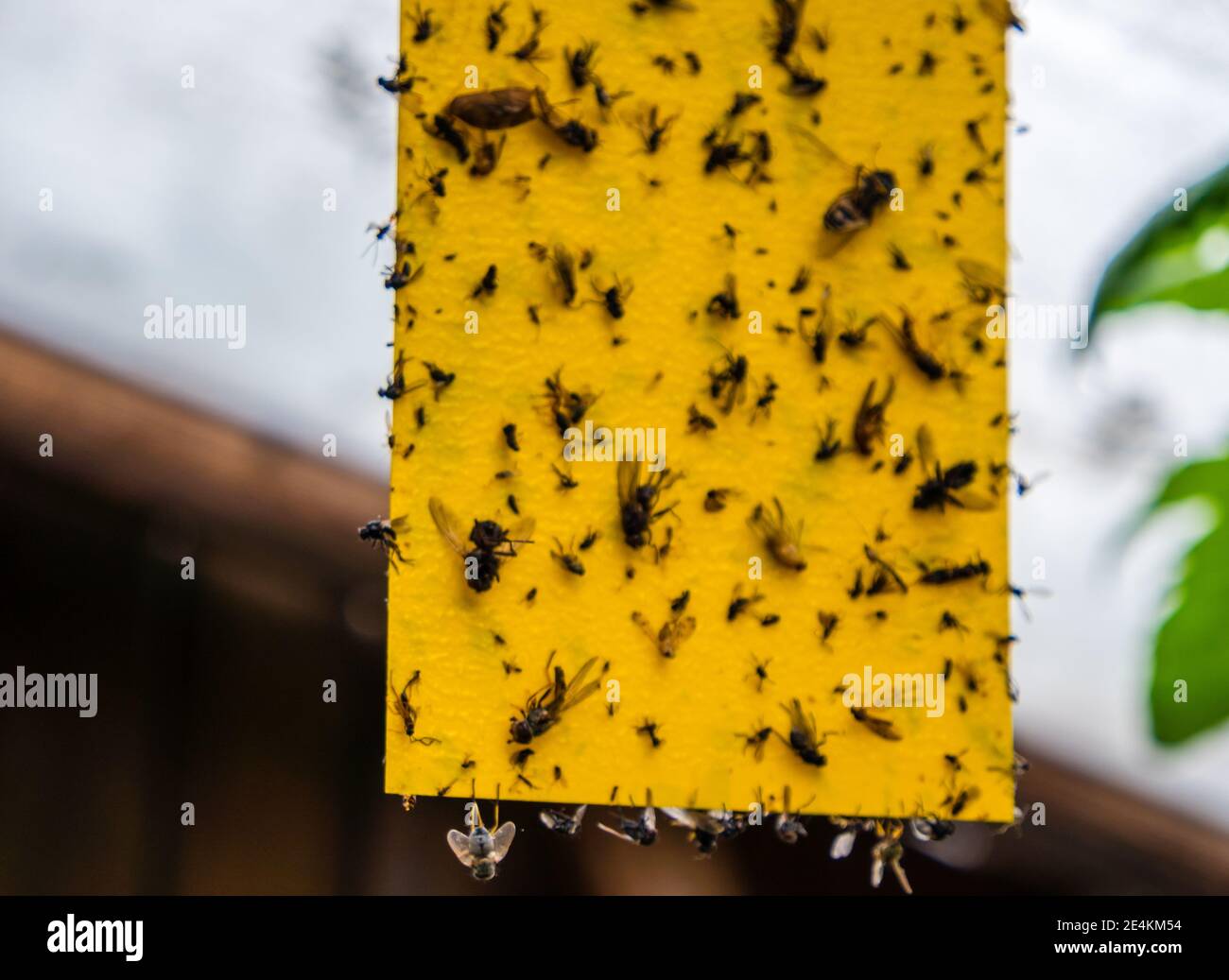 Yellow fly trap paper on Olive trees Stock Photo - Alamy