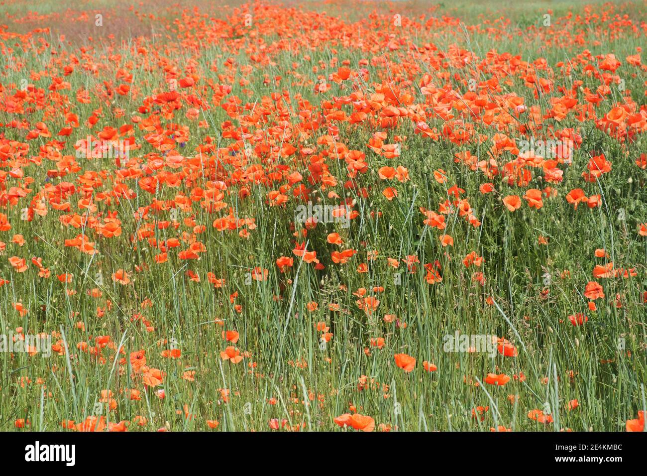 Poppy flowers field. Rural landscape with red wildflowers. Many red poppies in the field. Red wildflowers. Stock Photo