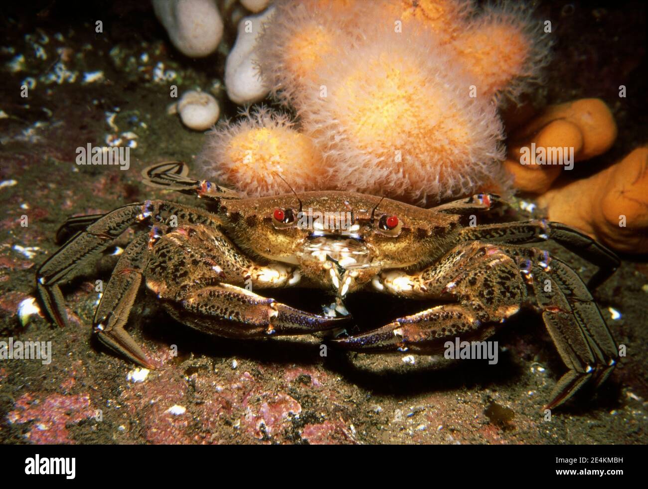 Velvet swimming crab (Necora puber) on seabed in front of dead man's