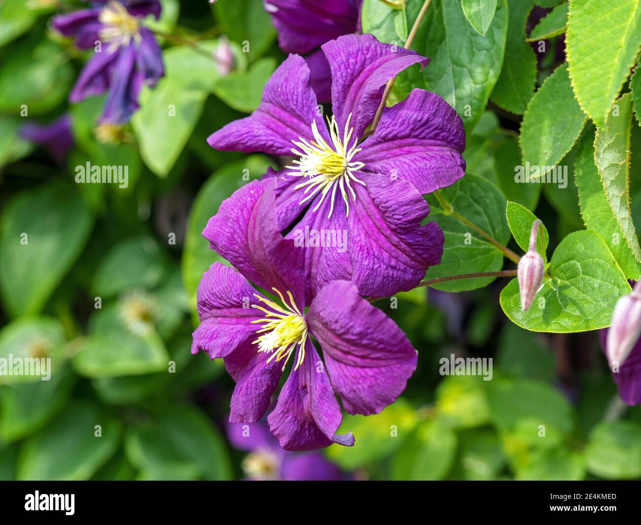 Beautiful large purple Clematis flowers and buds with bright green leaves Stock Photo