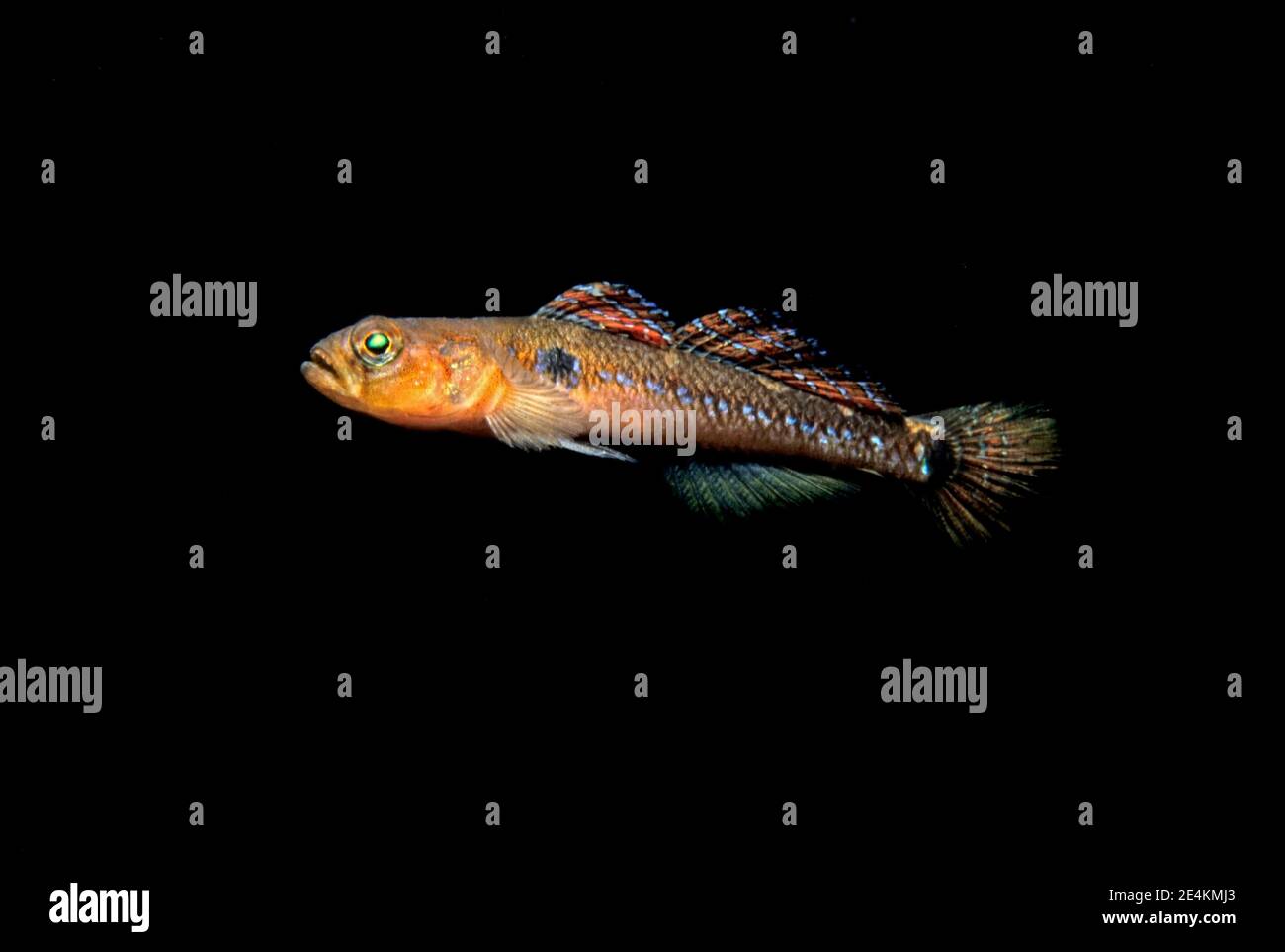 Two-spotted goby (Gobiusculus flavescens) in coastal waters, UK. Stock Photo