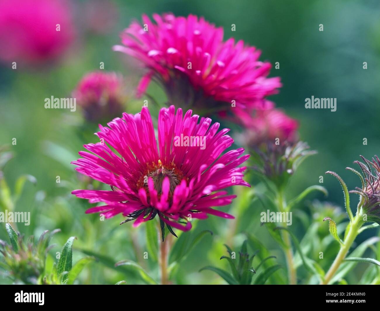 Beautiful bright pink Chinese aster flowers, Callistephus chinensis, in a garden Stock Photo