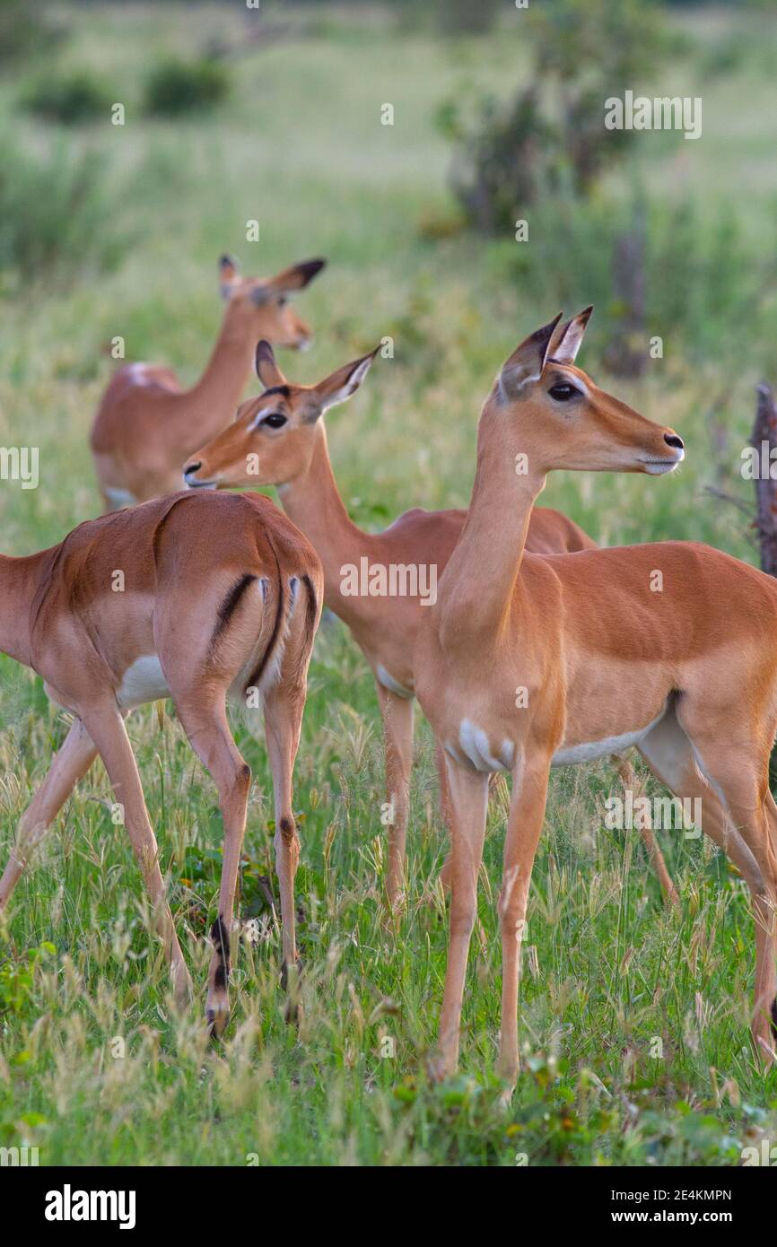 Impala (Aepyceros melampus). Four females, members of a larger herd. Between them facing in all directions views covering 360 ready to flee predators. Stock Photo