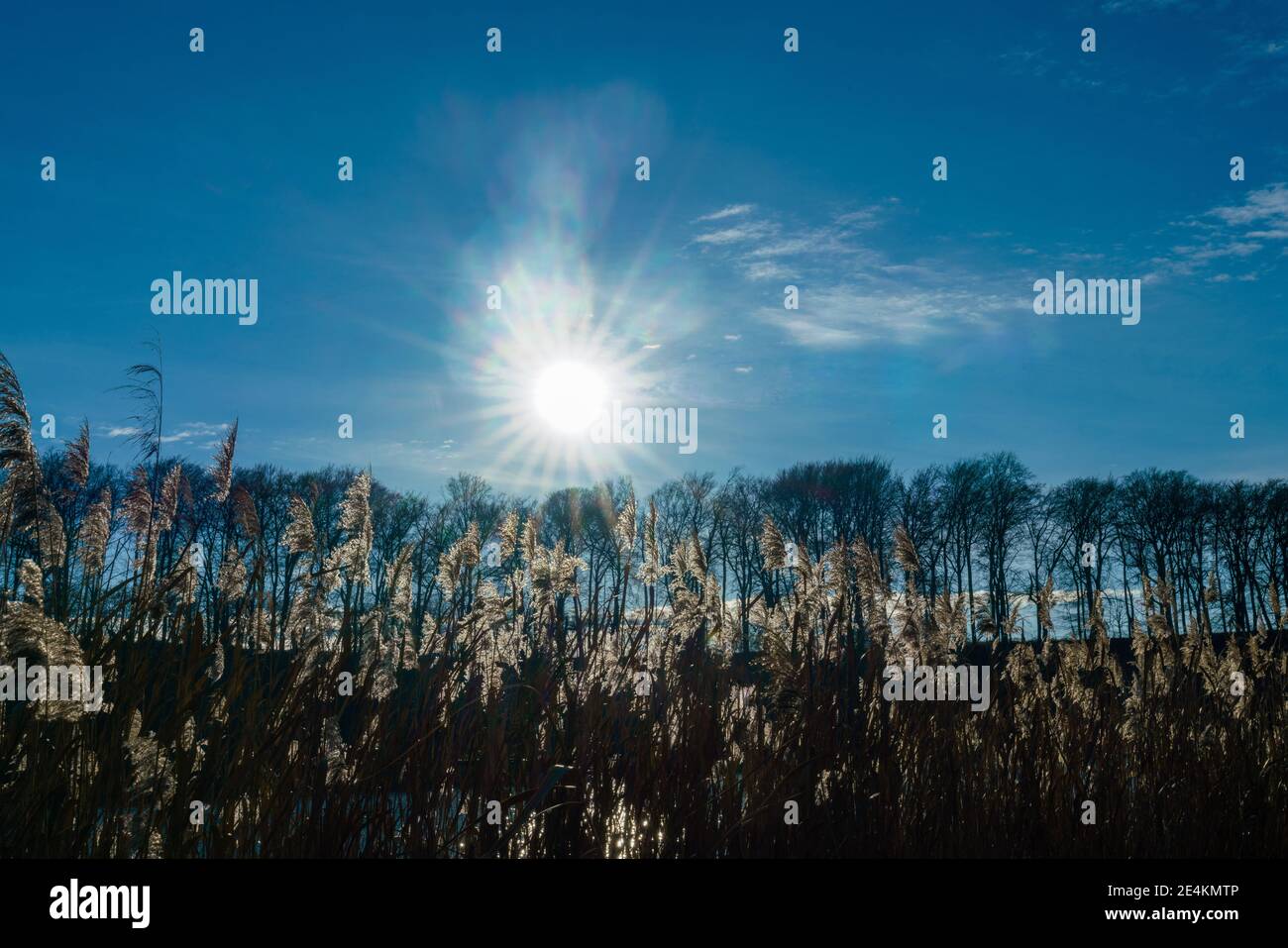 Reed plants against in the backlight of the sun at Huwenowsee, Meseberg Stock Photo
