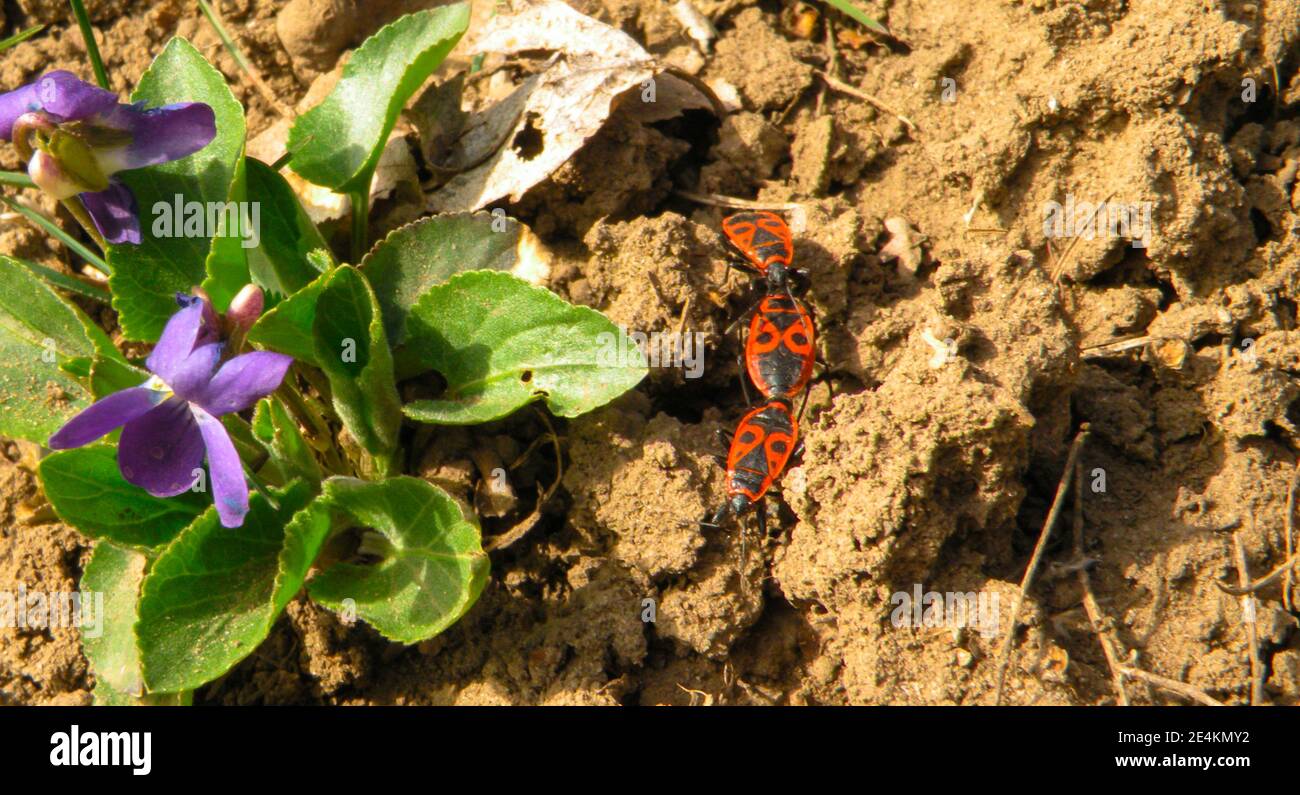 A firebug couple on a dry brown ground with flower. Pyrrhocoris apterus . Soldier bugs. Running around the flower Stock Photo
