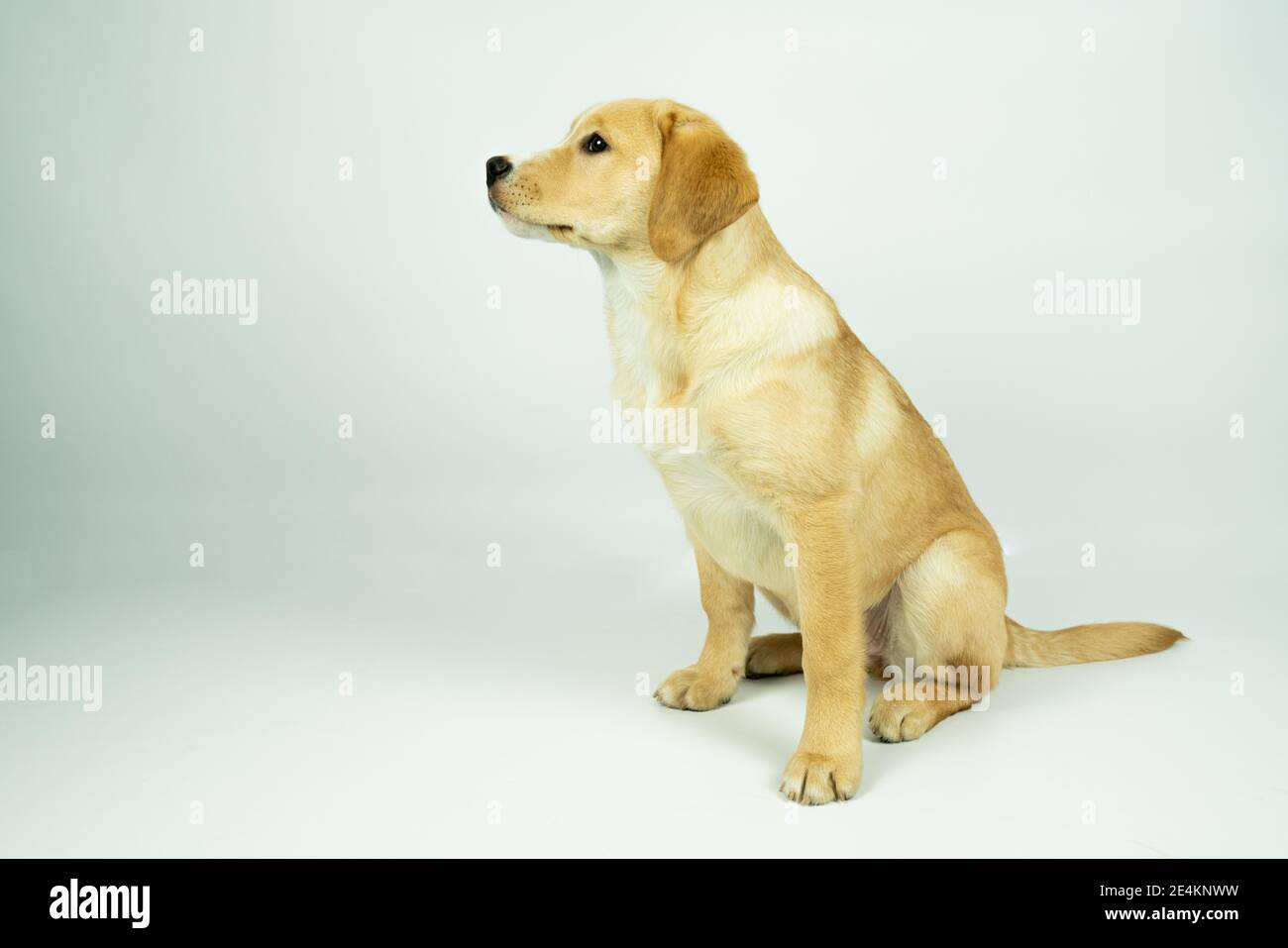 Portrait of a Crossbreed Labrador retriever dog puppy sitting, with a white background Stock Photo