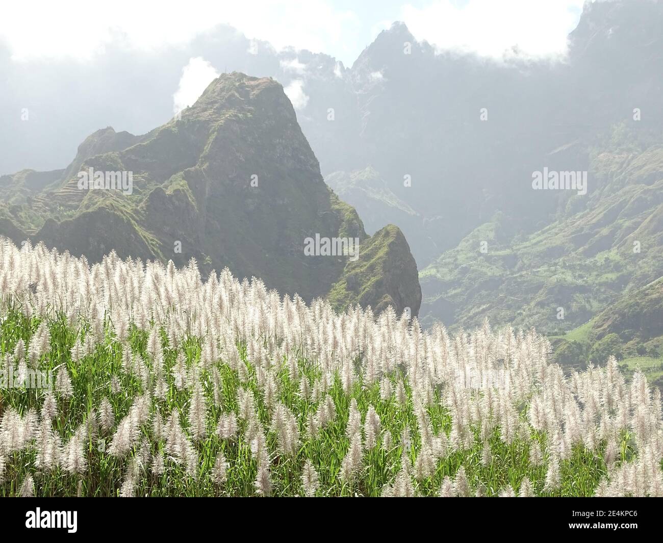 Sugar cane plantations, Cape Verde, Santo Antao island. Stock Photo