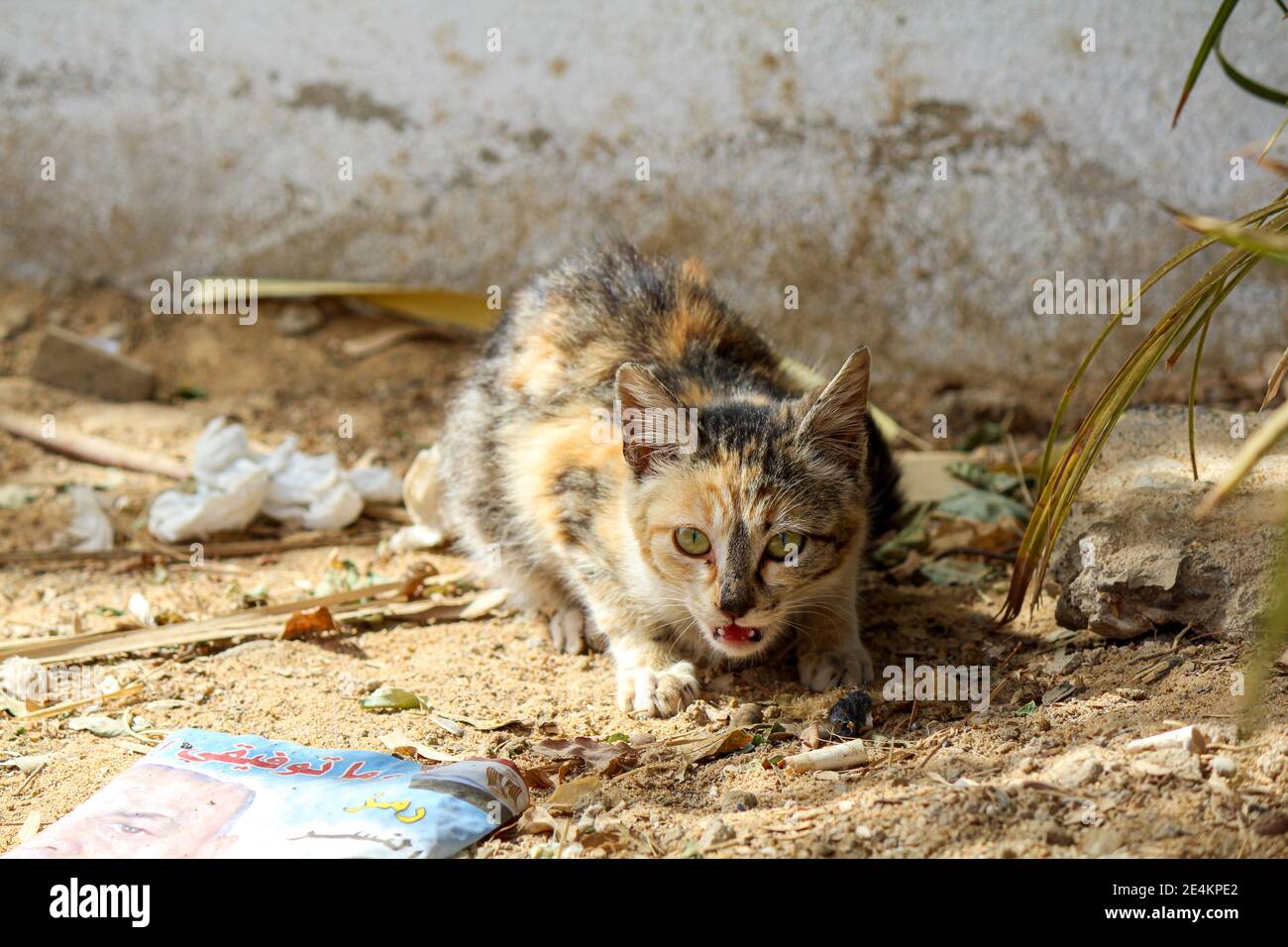 Exposed homeless young cat eating from garbage, Bawiti, Egypt Stock