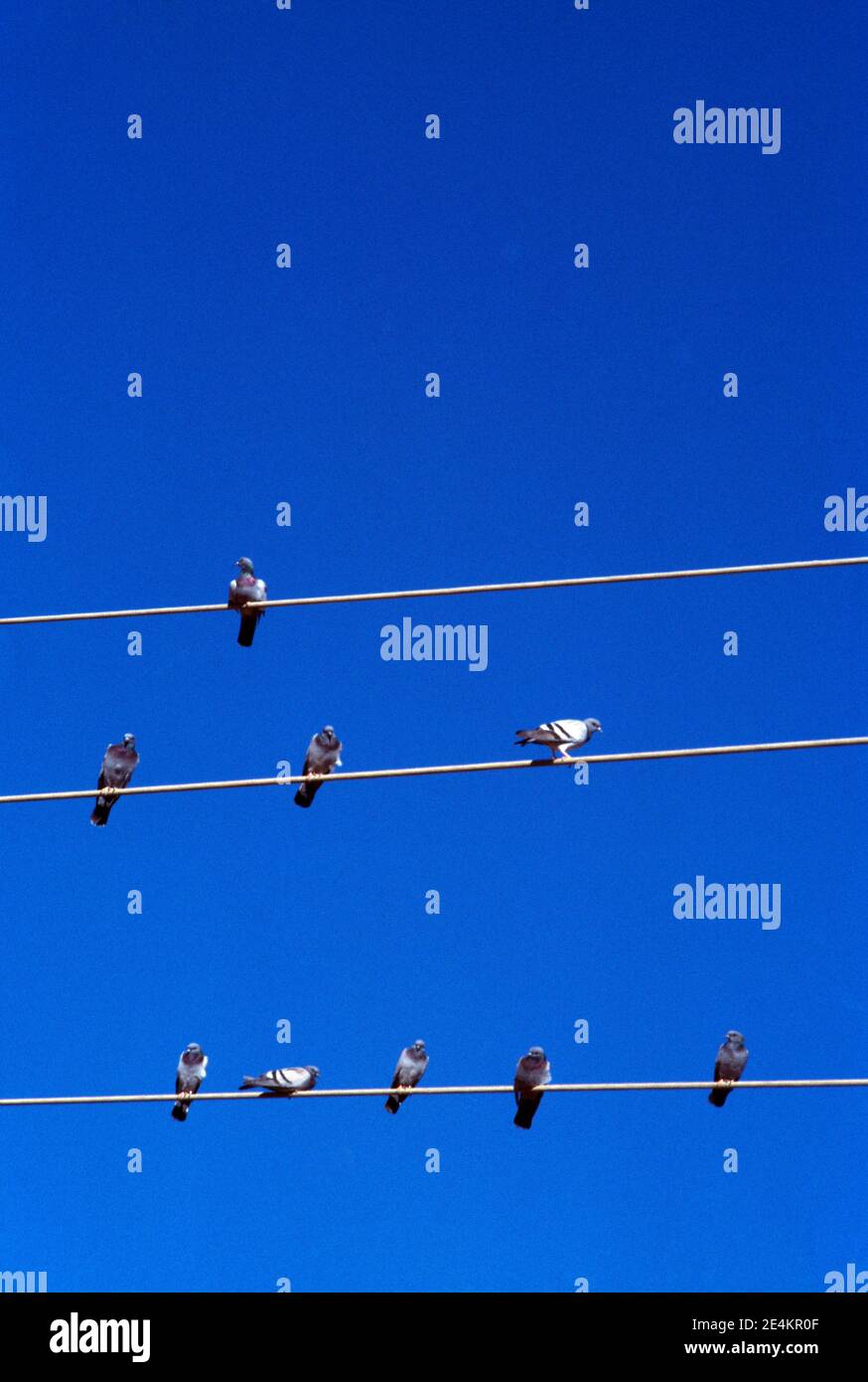 Nuweba Egypt Rock Doves on Power Lines Stock Photo