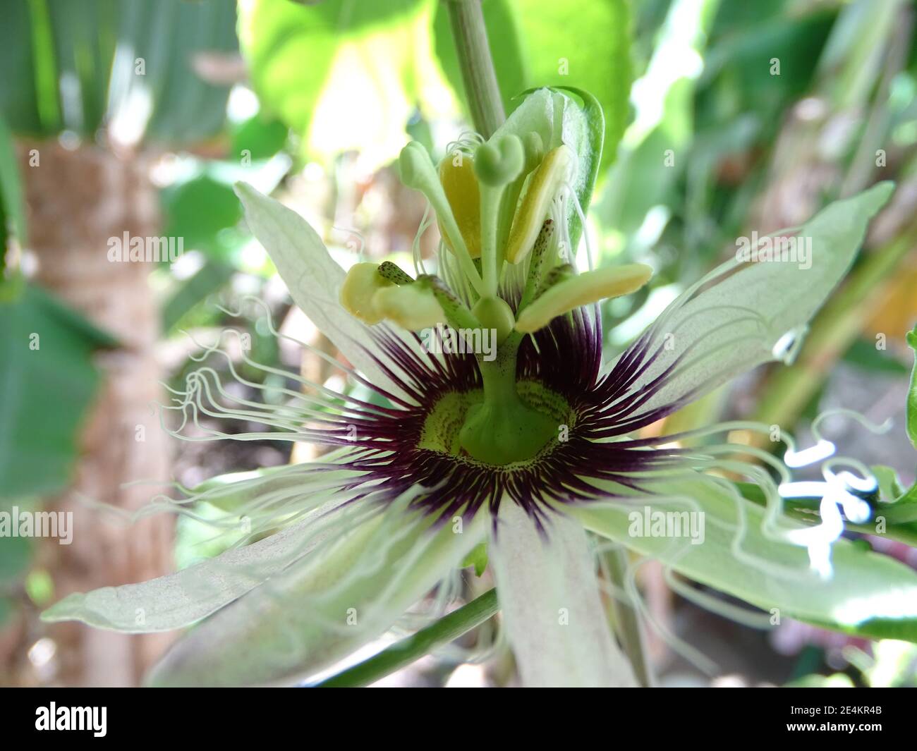 Passion fruit flower, Cape Verde, Santo Antao island. Stock Photo
