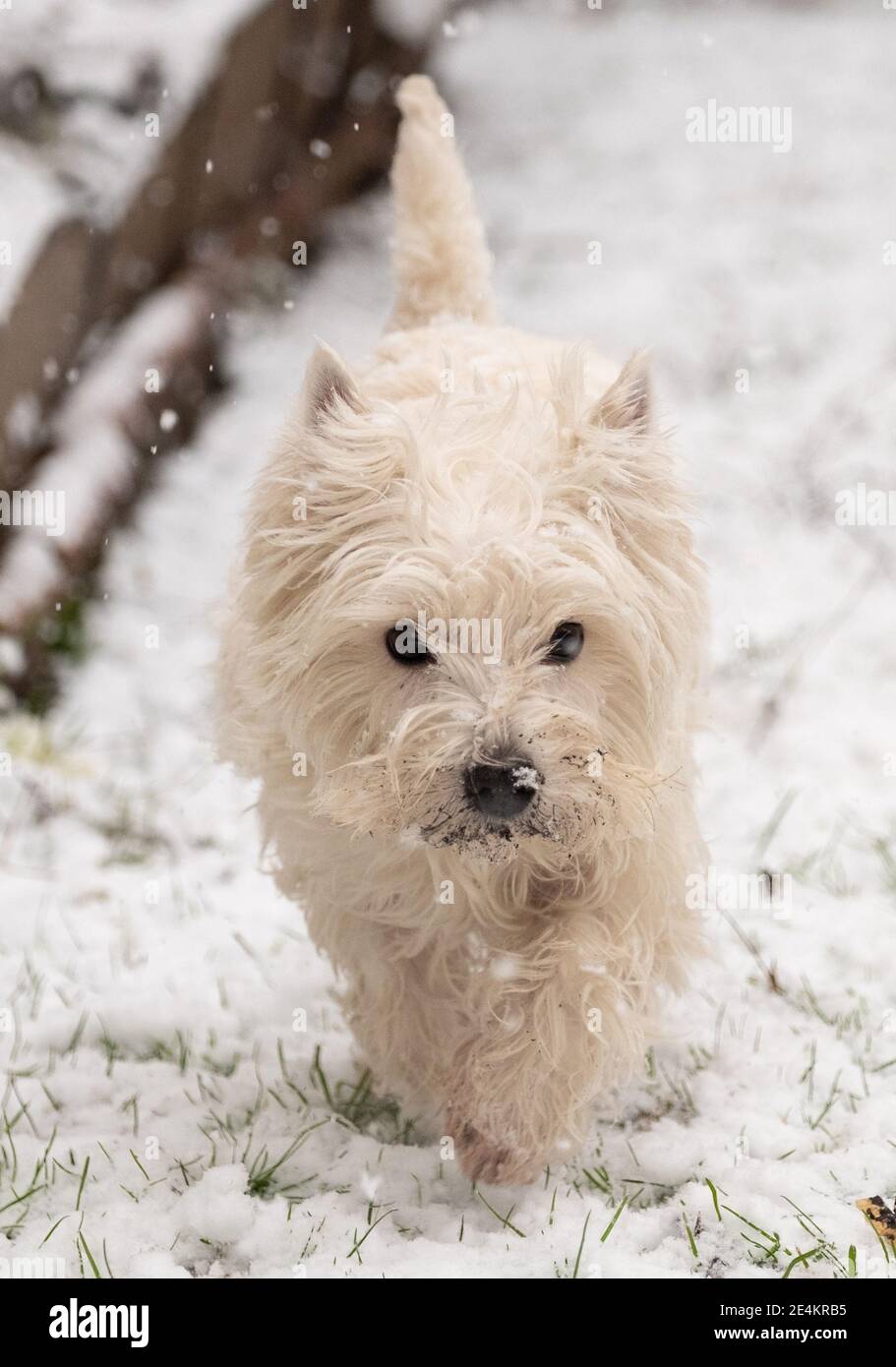 Daisy, a West Highland Terrier, explores the snow in Kew, southwest London, after swathes of the UK woke up to snow and ice this morning, with even the capital getting a dusting of white. Picture date: Sunday January 24, 2021. Stock Photo