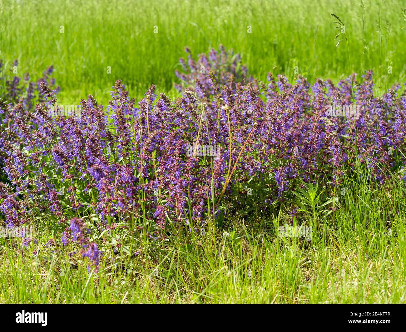 Wild flowers of broad-leaved sage (Latin Salvia officinalis) grows in a green meadow. Stock Photo