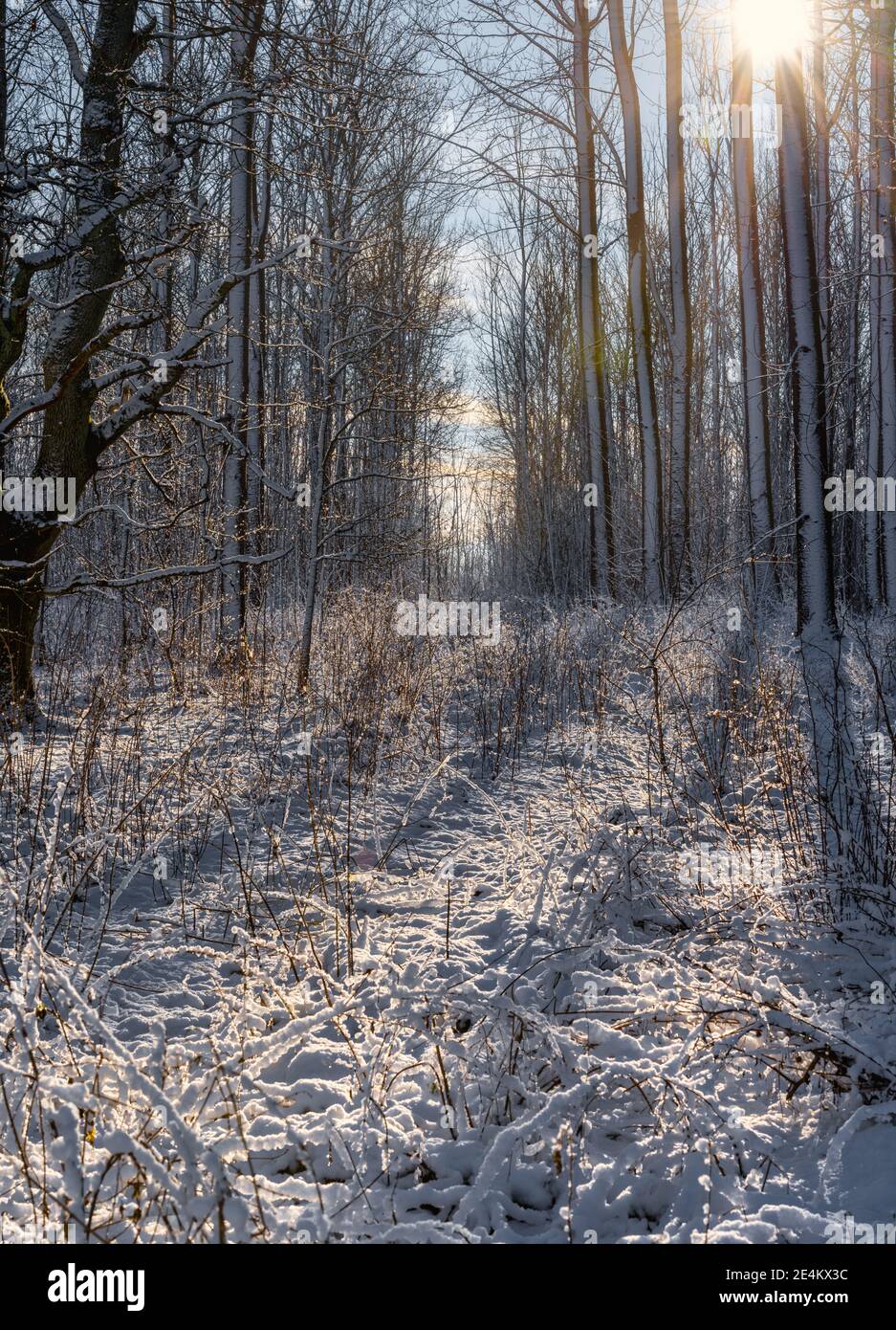 A backlit photo of a forest glade covered in snow a crispy cold winter day. Picture from Eslov, southern Sweden Stock Photo