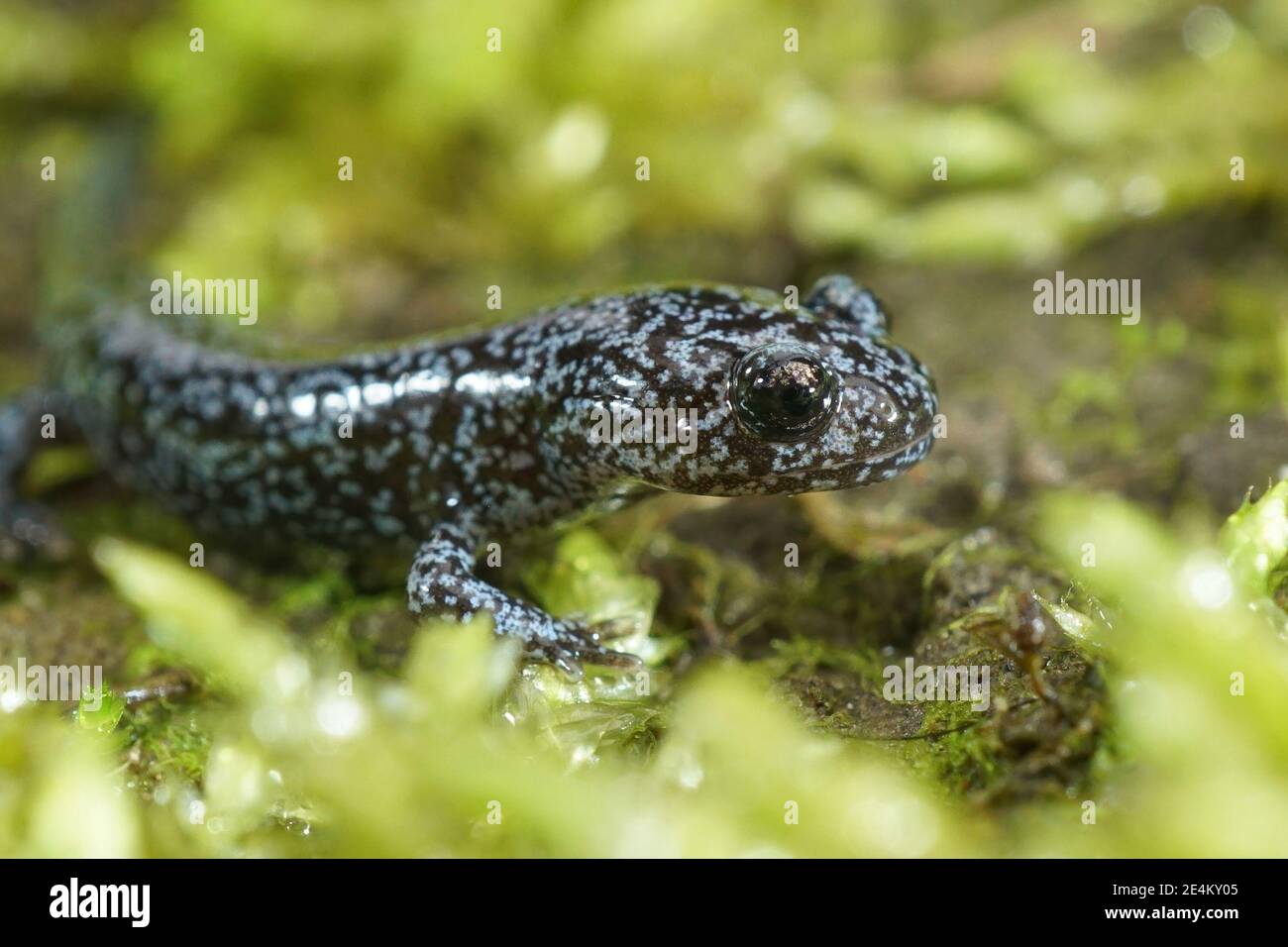A nice blue dotted juvenile of the Northeast Salamander, Hynobius lichenatus Stock Photo