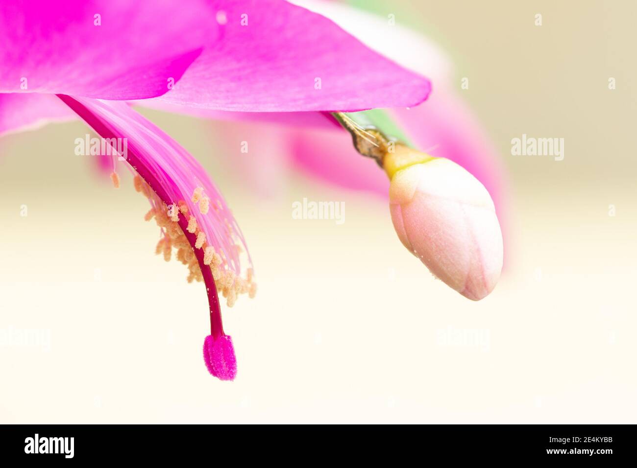 Closeup of pink flowers of Houseplant schlumbergera with Stamen, pistil, pollen. parent of Christmas cactus or Thanksgiving cactus, blooms luxuriantly Stock Photo