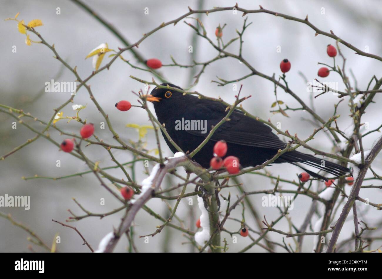 A male Eurasian blackbird (Turdus merula). Common UK birds in Winter. Ross on Wye, England, UK Stock Photo