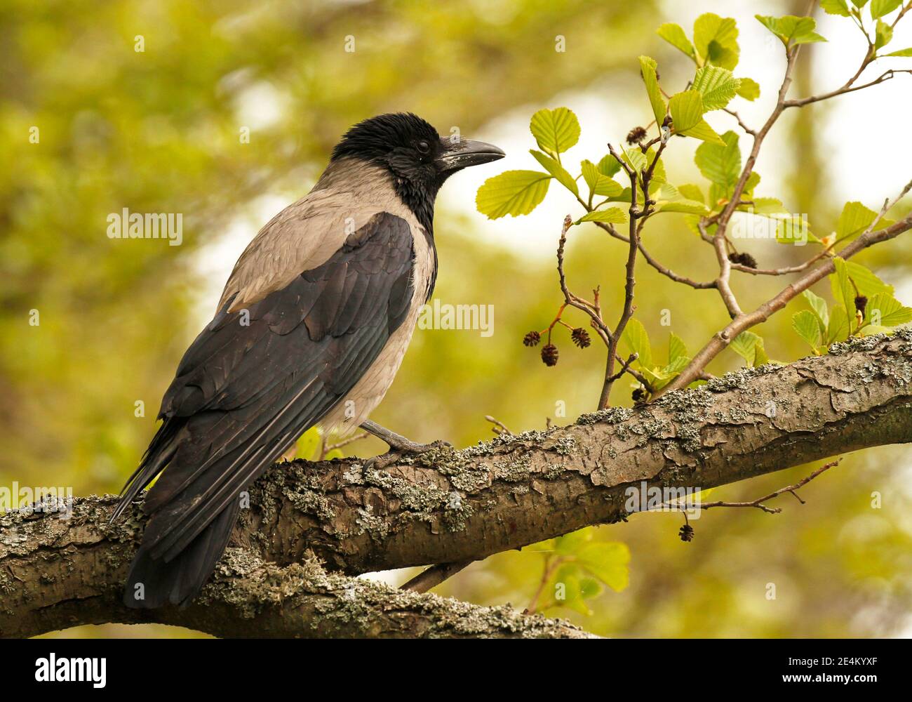 Northern European hooded crow, Corvus corone cornix on a branch of Common alder, Alnus glutinosa, in Finland. Stock Photo
