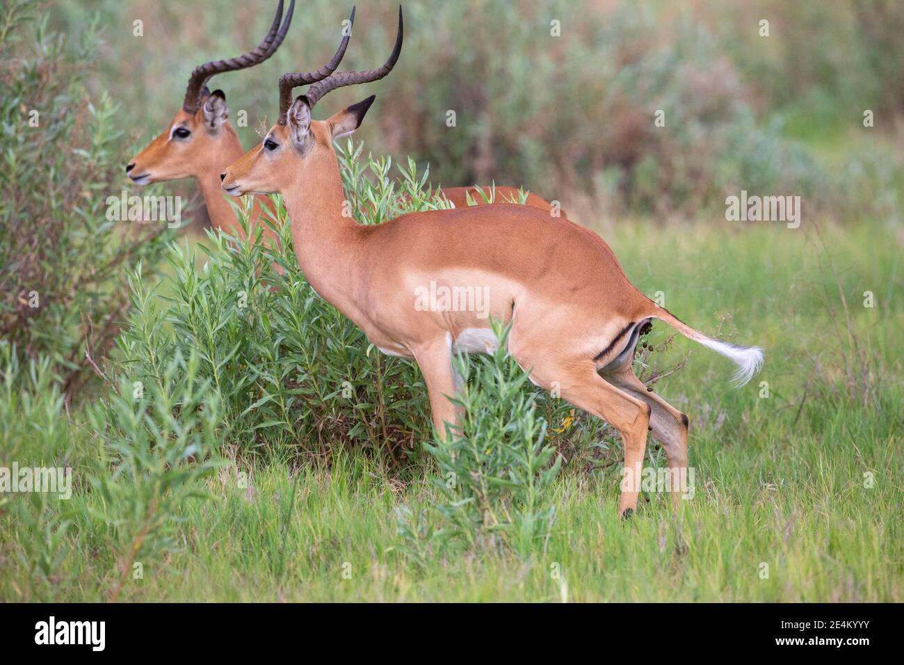 Impala (Aepyceros melampus). Horned male squatting, defecating droppings, in pellet form. Being a herbivore, poo will contain digested and partly dige Stock Photo