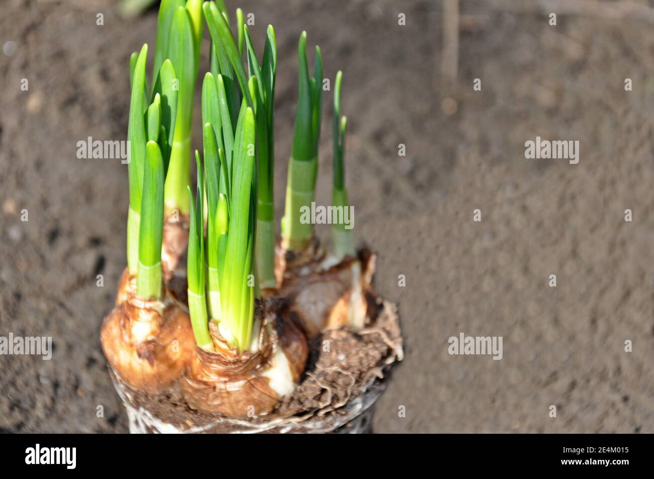 Close up of daffodil (Narcissus) flower bulbs preparing to be transplanted into garden soil. Copy space text Stock Photo