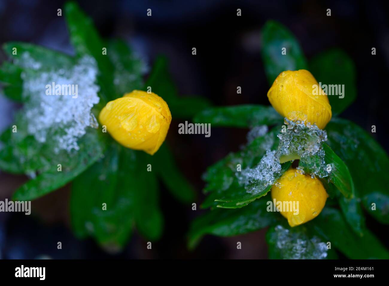 Eranthis hyemalis orange glow,golden yellow flowers,golden yellow winter aconite,spring, flower, flowers, flowering Garden, gardens,RM Floral Stock Photo