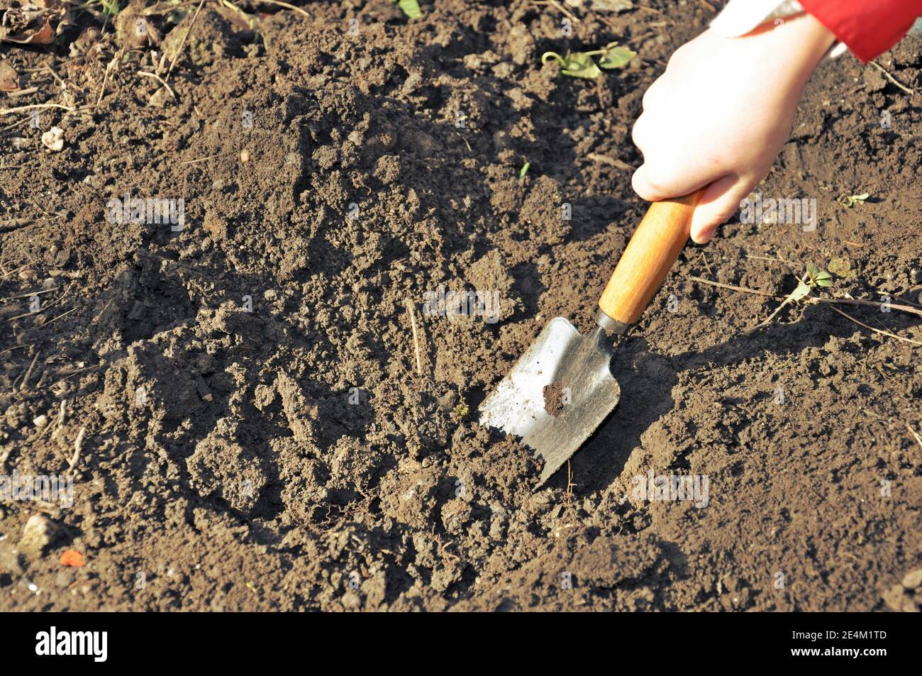Child hand digging in soil for seeding plants in spring. Stock Photo