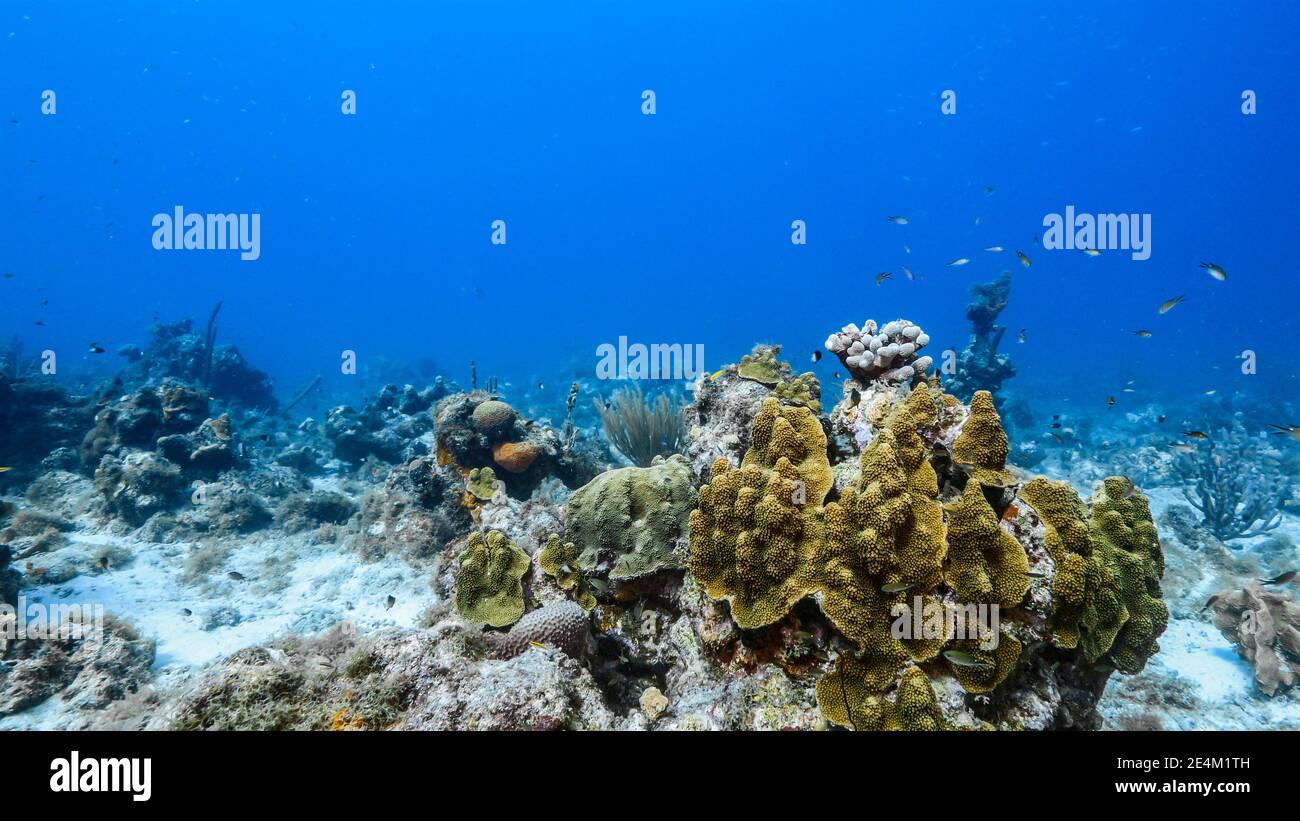 seascape, coast, beach, fish, coral, sponge, reef, animal, aquatic