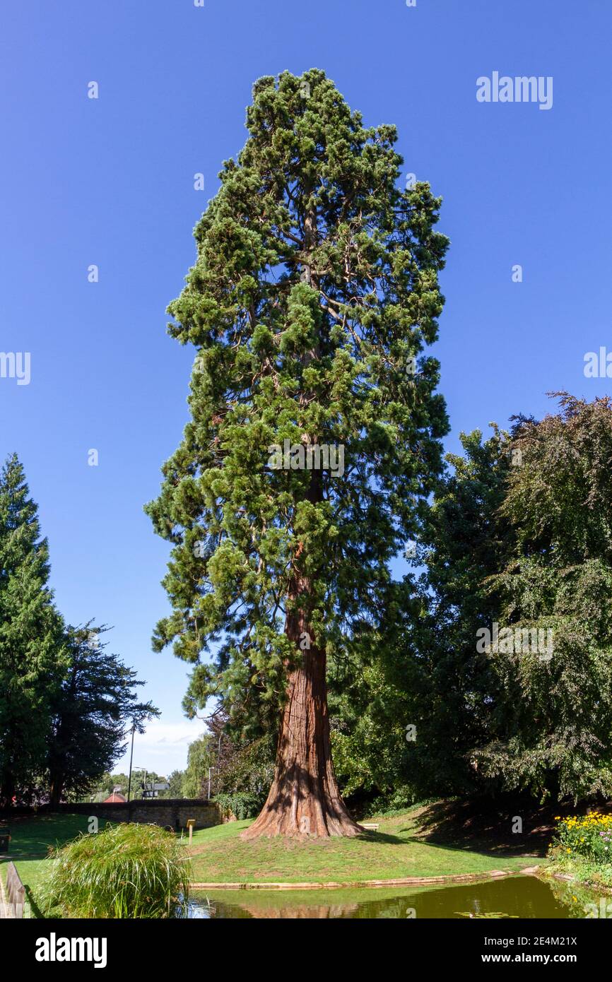 The Giant Redwood tree, planted by the Rothschild family in 1856, Tring Memorial Gardens, Tring, Hertfordshire, UK. Stock Photo
