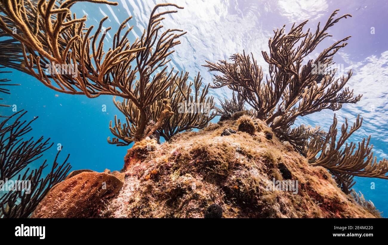 seascape, coast, beach, fish, coral, sponge, reef, animal, aquatic ...