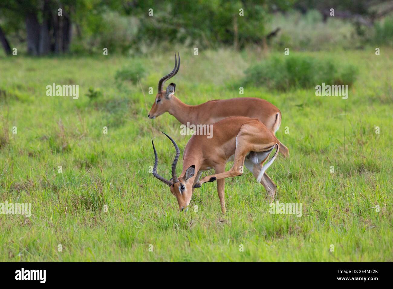 Impala Aepyceros melampus. Behaviour, scratching chin with a back leg hoof in attempt to remove external parasite tick acquired from grazing on grass. Stock Photo